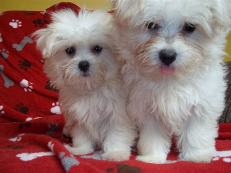 Maltipom (Maltese X Pomeranian) Info, Temperament, Puppies, .